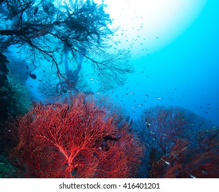 Colorful  Coral Reef And Diver In Raja Ampat, Indonesia.