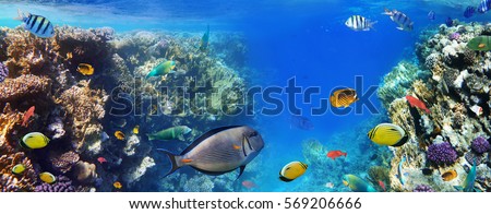 Colorful coral reef with exotic fishes of the Red Sea. Egypt.