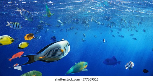 Colorful coral reef fishes of the Red Sea. 