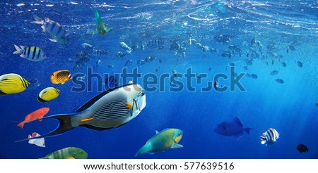 Colorful coral reef fishes of the Red Sea. 