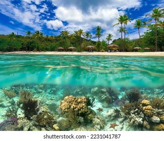 Colorful coral reef with many fishes and sea turtle. The people at snorkeling underwater tour at the Caribbean Sea at Honeymoon Beach on St. Thomas, USVI - travel concept - Shutterstock ID 2231041787