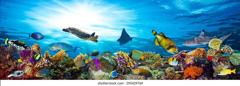 красочный коралловый риф со многими рыбами и морской черепахой