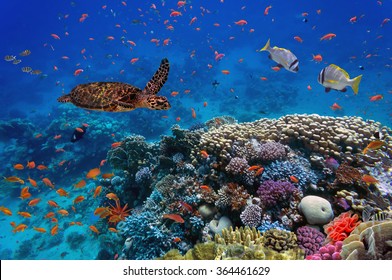 Colorful coral reef with many fishes and sea turtle. - Shutterstock ID 364461629