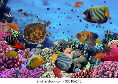 colorful coral reef with many fishes and sea turtle - Shutterstock ID 385106143