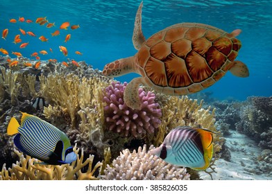 Colorful Coral Reef Many Fishes Sea Stock Photo (Edit Now) 385826035