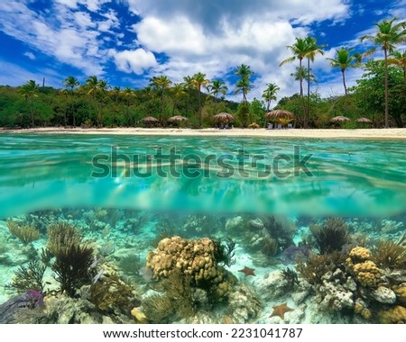 Colorful coral reef with many fishes and sea turtle. The people at snorkeling underwater tour at the Caribbean Sea at Honeymoon Beach on St. Thomas, USVI - travel concept