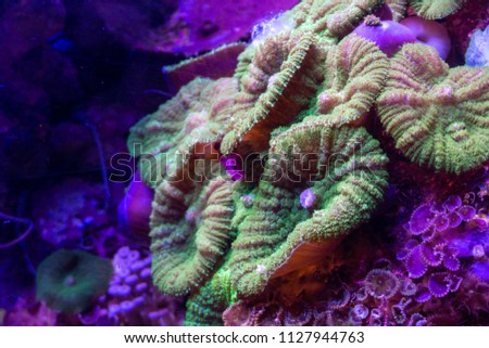 colorful coral reef, marine life in the red sea. Stock photo © 