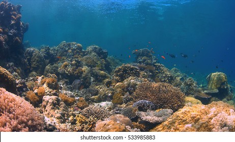 Colorful coral reef with plenty fish. - Shutterstock ID 533985883