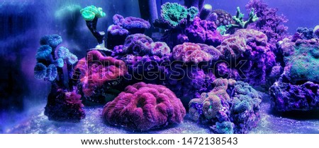 Colorful coral scene in coral reef aquarium tank