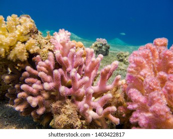Colorful corals and a clear blue sea - Underwater at dive site Bannerfish Bay in Dahab, Egypt