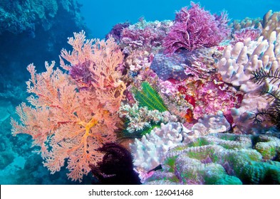 Colorful corals marine life,  Kentang. Taiwan
