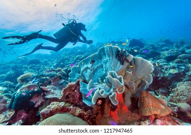 Colorful corals and tropical fishes, marine life around coral reef of Southern Leyte, the Philippines.