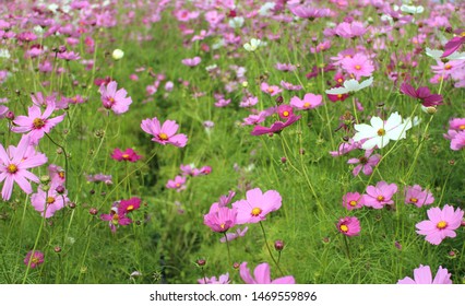 colorful cosmos flowers blooming in the field.public park of Thailand on morning of day. - Shutterstock ID 1469559896