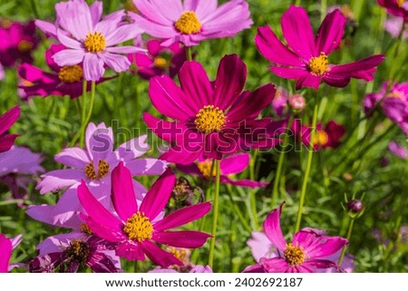 Colorful cosmos flowers blooming in the garden.