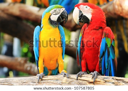 Colorful couple macaws sitting  on log.