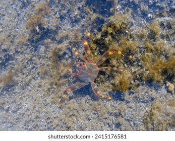 A colorful crab was left in a small puddle during the ocean tide.  Canary Islands, Fuerteventura.
