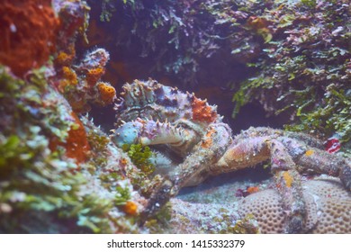 colorful crab under the water - Shutterstock ID 1415332379