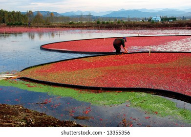 Colorful Cranberry Bog In Harvest Season