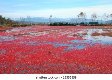 Colorful cranberry bog in harvest season