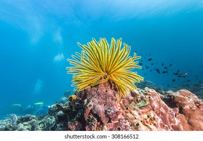 Colorful Crinoidea Or Sea Lily In Tropical Coral Reef.