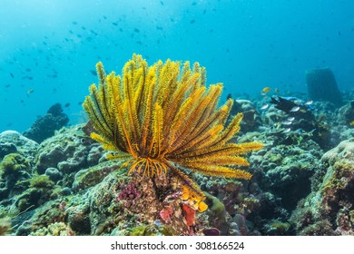 Colorful Crinoidea Or Sea Lily In Tropical Coral Reef.