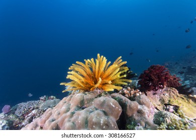 Colorful Crinoidea Or Sea Lily In Tropical Coral Reef.