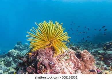 Colorful Crinoidea Or Sea Lily In Tropical Coral Reef.