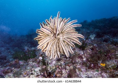 Colorful Crinoidea Or Sea Lily In Tropical Coral Reef.