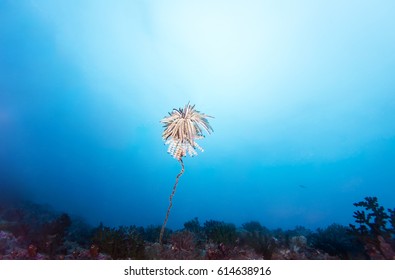 Colorful Crinoidea Or Sea Lily In Tropical Coral Reef.