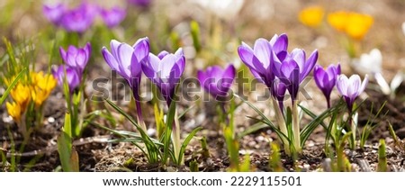 Colorful crocus flowers blooming in a garden