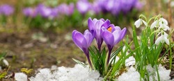 Colorful Crocus Flowers Blooming In Snow Covering In A Garden