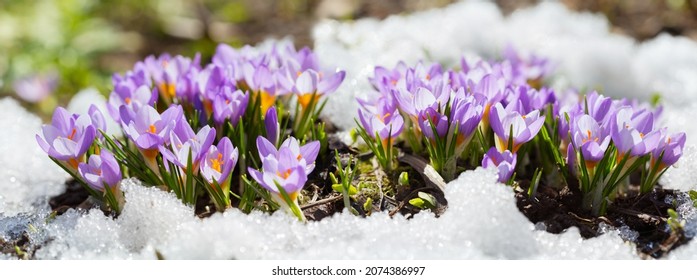 Colorful crocus flowers blooming in snow covering in a garden