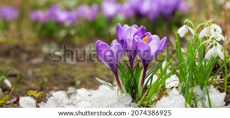 Colorful crocus flowers blooming in snow covering in a garden