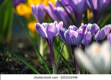 colorful crocuses on a flower bed in the sunlight close up, the first spring flowers - Shutterstock ID 1015141948