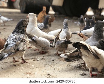 Colorful and cute domestic pigeons. Group of pigeons fight over for food,  Group of carrier pigeons on the roof.
