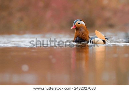 Colorful cute duck floating on the water surface. Mandarin duck, Aix galericulata in water reflection. European birds. River. Autumn scene. Water level photography. Nature scene in autumn.