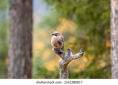 Colorful And Cute European Bird, Eurasian Jay, Garrulus Glandarius, Sitting On Anold Branch In The Forest During Autumn Foliage In Finnish Nature, Northern Finland