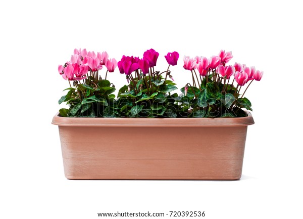 Colorful  cyclamen flowers in rectangular pot isolated on white 