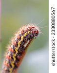 Colorful dagger moth caterpillar climbing a stem