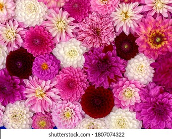 Colorful dahlia flowers, wallpaper backdrop. Red white Dahlia flowers with rain drops, top view wallpaper background. Blossoming dalias bloom