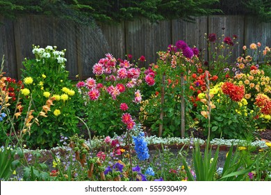 Colorful Dahlia Garden In Full Summer Bloom