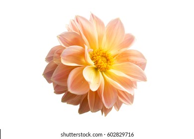 colorful of dahlia and green leaf with sun light,isolated on white