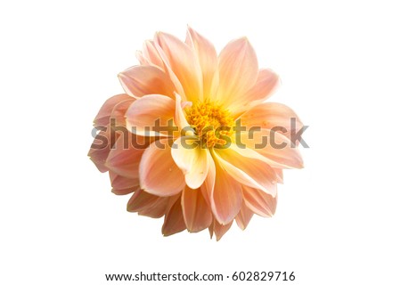 colorful of dahlia and green leaf with sun light,isolated on white