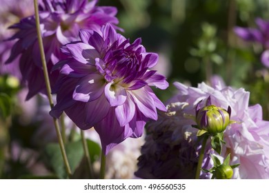 150 Dahlia merckii Images, Stock Photos & Vectors | Shutterstock