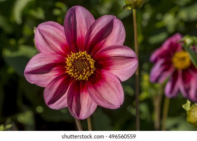 150 Dahlia merckii Images, Stock Photos & Vectors | Shutterstock