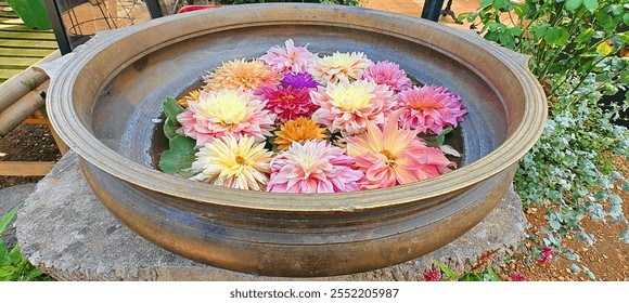 Colorful Dahlias Displayed in Decorative Outdoor Water Basin in Garden Setting - Powered by Shutterstock