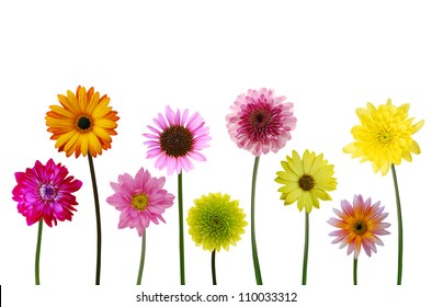 456 Pom Daisy Images, Stock Photos & Vectors | Shutterstock