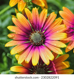 Colorful daisies sending vibes of happiness: close up of orange and purple petals after the rain