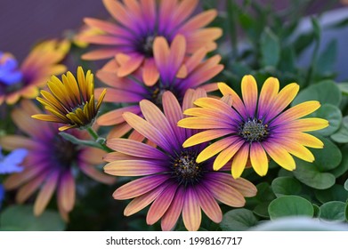 colorful daisy like osteospermum flower bunch of vibrant yellow purple and  violet colors 
