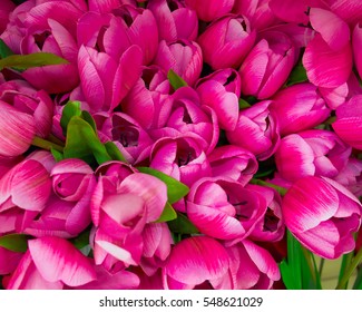 colorful dark violet fake tulips, floral background